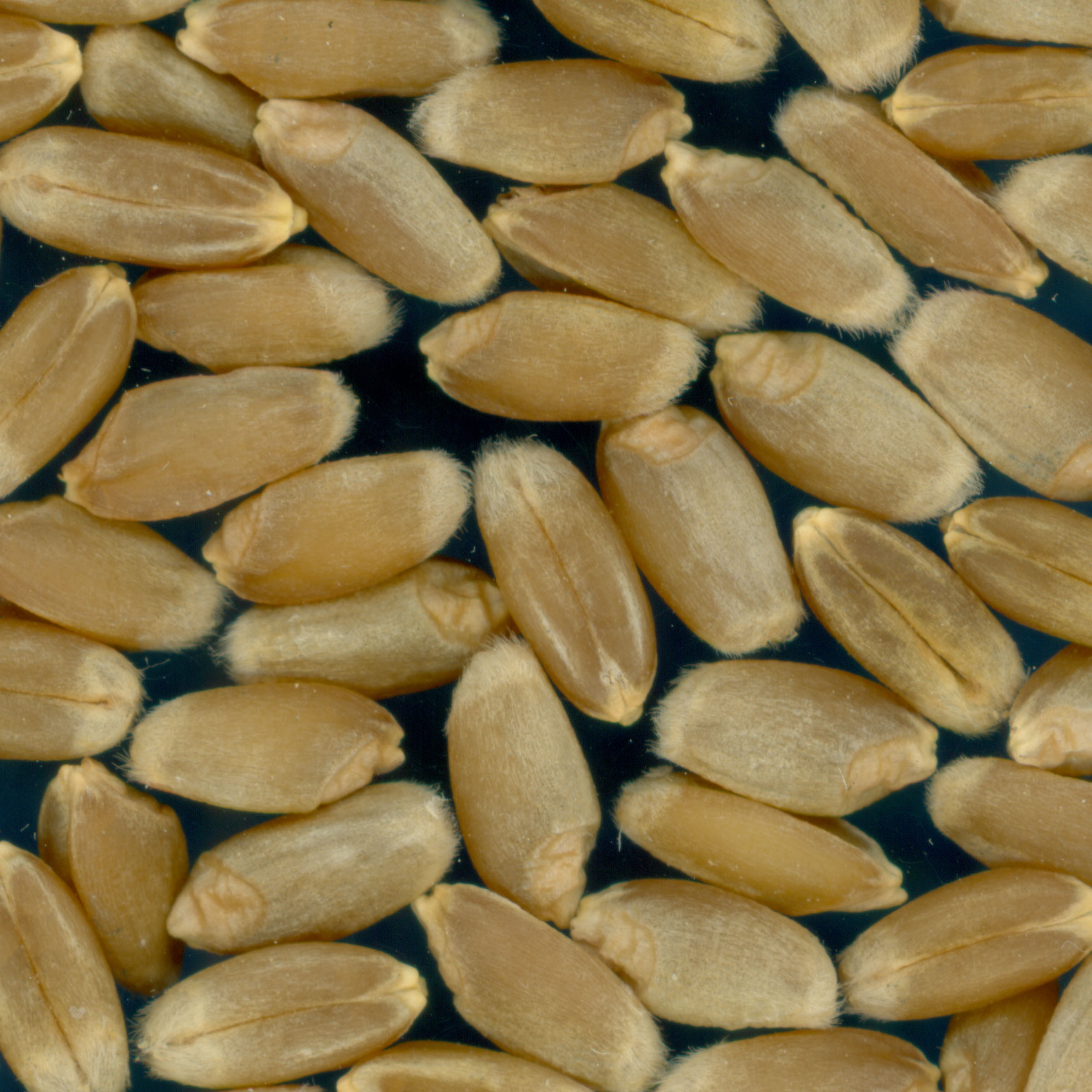 KERNELS